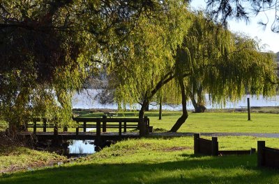 Willows and Bridge