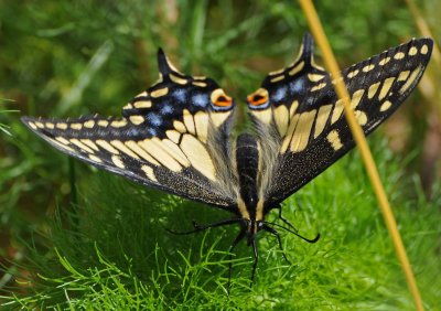 Face of the Swallowtail