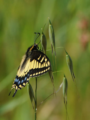 Upright Swallowtail