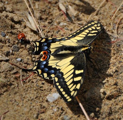 Swallowtail and Ladybug