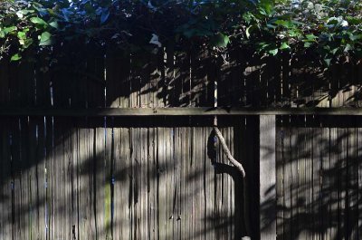 Fence Shadows