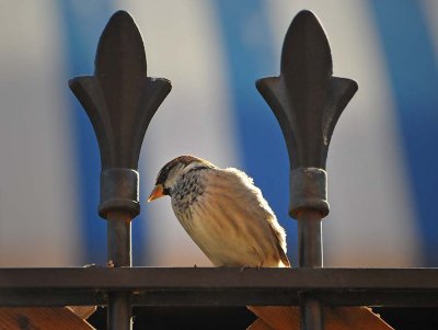House Sparrow on Wrought Iron