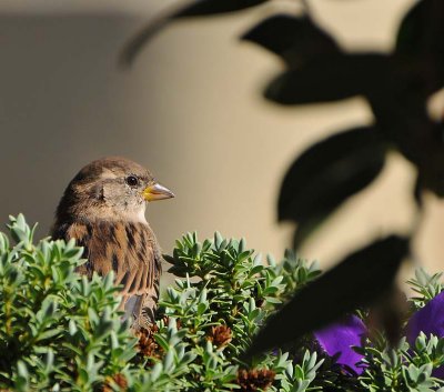 Watchful Female House Sparrow 