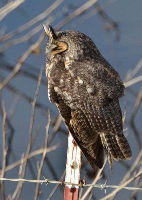 Long-eared Owl Profile