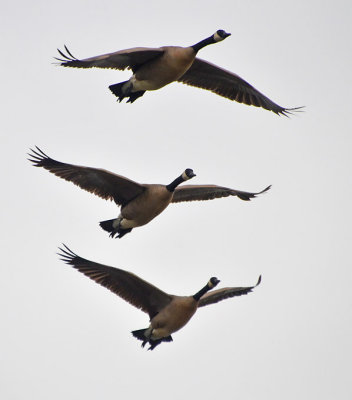 Three Levels of Geese