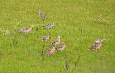 Many Long-billed Curlews