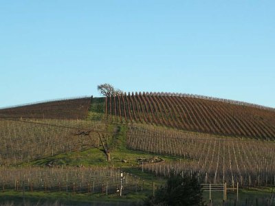 Patterned Hills of Napa