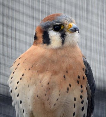 Face of the Kestral