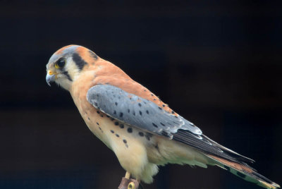 Side View of Kestral
