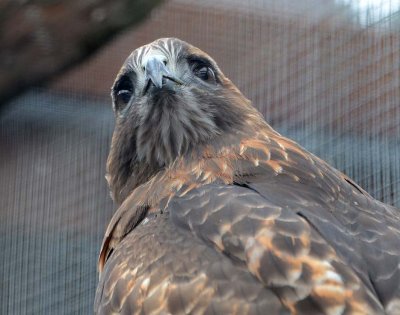 Grace, the Red-tailed Hawk