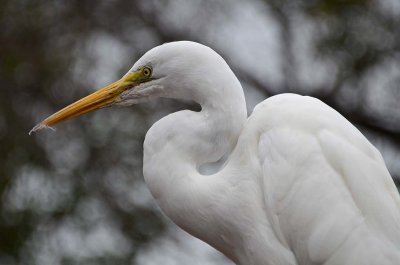 Great Egret on Grey Day