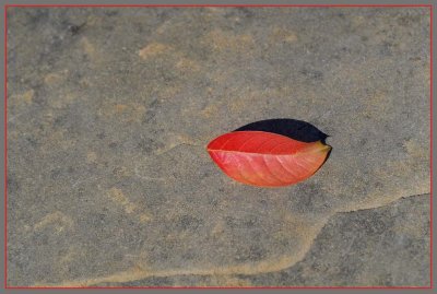 Red Leaf with Shadow