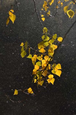 Gold Leaves in the Rain