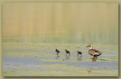 Ducklings Lead the Way