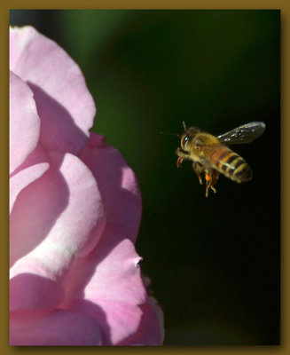 Frozen in Flight. . .