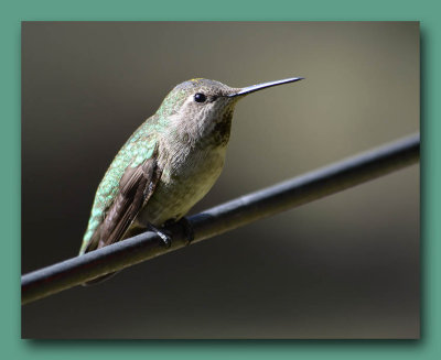 Hummer Pauses