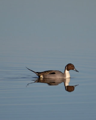 Northern Pintail Duck