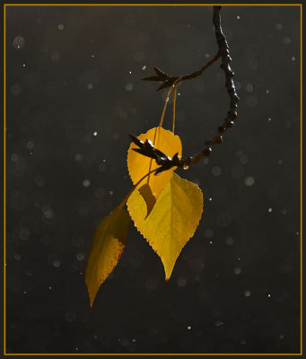 Three Gold Leaves