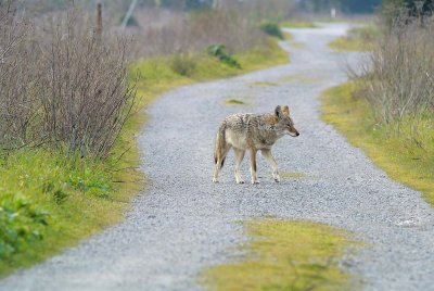 Crossing the Path