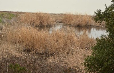 Marshy Reeds