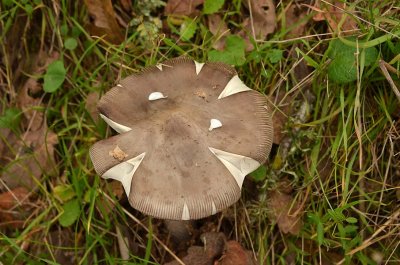 Splitting Mushroom