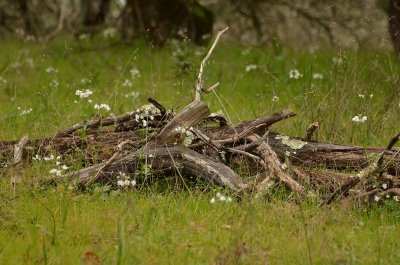 Dead Wood