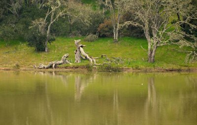 Fallen Tree Reflected