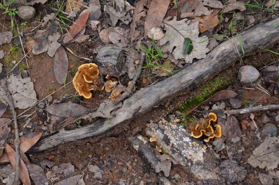 Turkey Tail Fungus