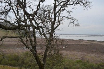 Bare Tree