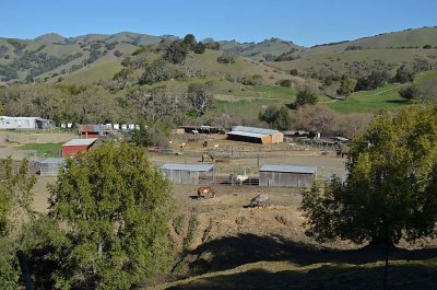 Willow Tree Stables