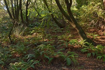 Ferns on Hillside