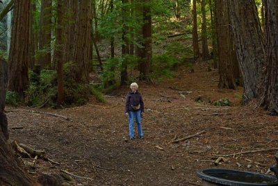 Surrounded by Redwoods