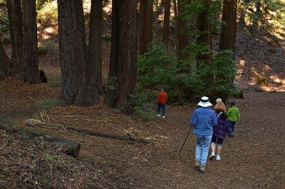 Our Groups in Redwoods