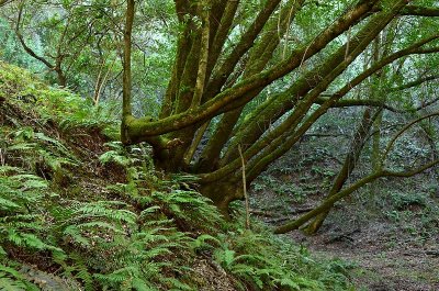 Trees & Fern