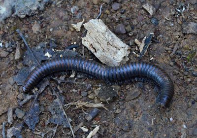 Milipede