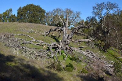 Octopus Tree