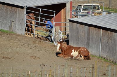 Resting Horse