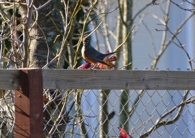 Robin on Fence
