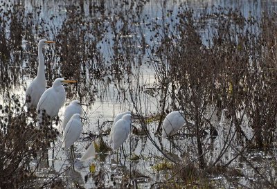 Five Snowies and 2 Great Egrets