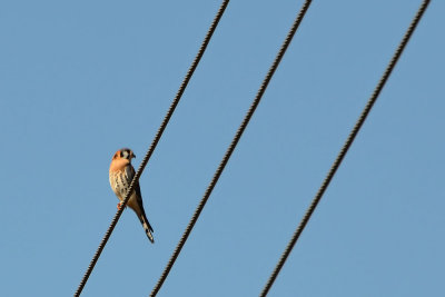 Kestrel and 3 Wires