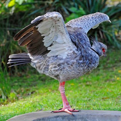 Southern Crested Screamer Flap