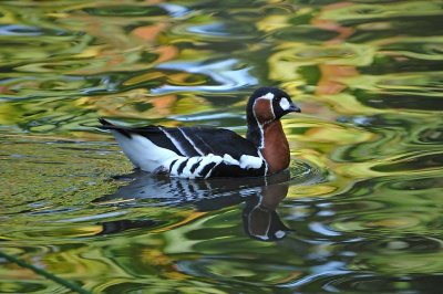 Red Breasted Goose on Green