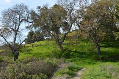 Three Trees