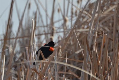 Red-winged Blackbird
