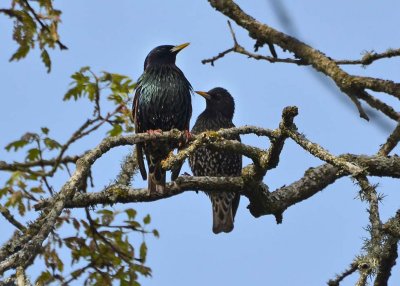 Two European Starlings