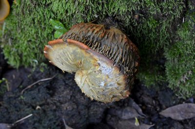 Interesting Mushroom
