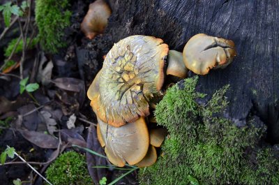 Cracked Mushrooms