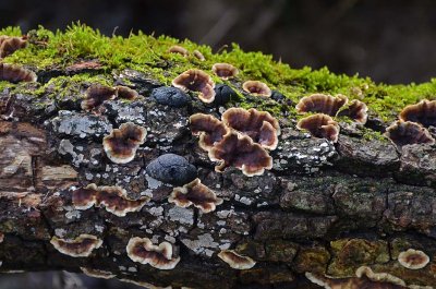 Turkey Tail and Moss