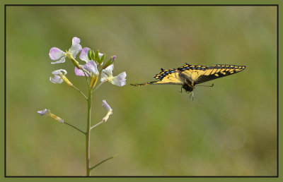 Butterfly Fly