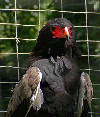 Beautiful Bateleur Eagle
